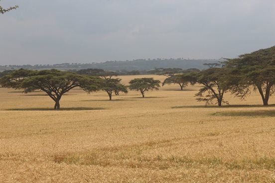 Photo of Dining with Lions and Leopards - Maasai Mara 2/12 by anuj