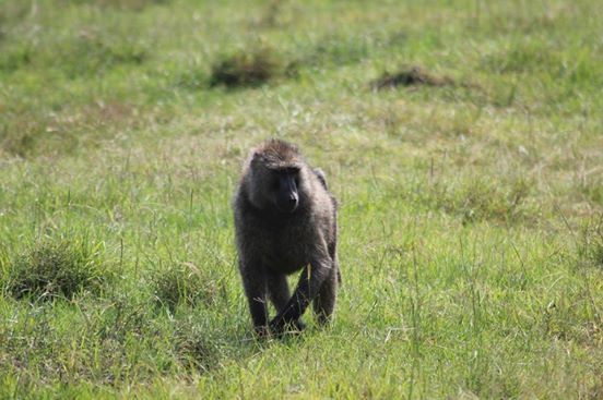 Photo of Dining with Lions and Leopards - Maasai Mara 5/12 by anuj