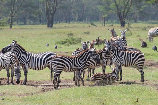 Photo of Dining with Lions and Leopards - Maasai Mara 6/12 by anuj