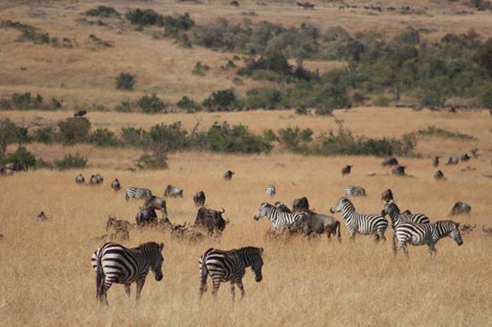 Photo of Dining with Lions and Leopards - Maasai Mara 9/12 by anuj
