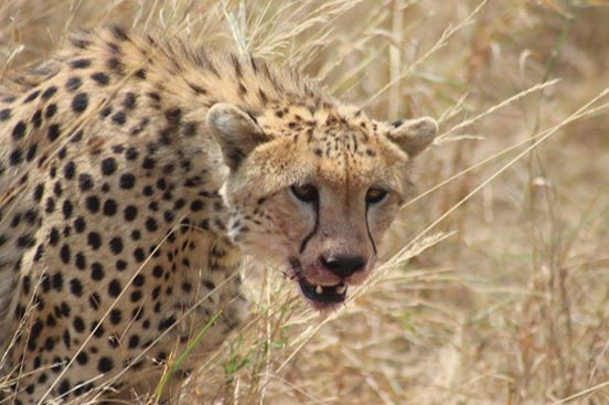 Photo of Dining with Lions and Leopards - Maasai Mara 11/12 by anuj