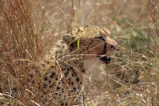 Photo of Dining with Lions and Leopards - Maasai Mara 12/12 by anuj