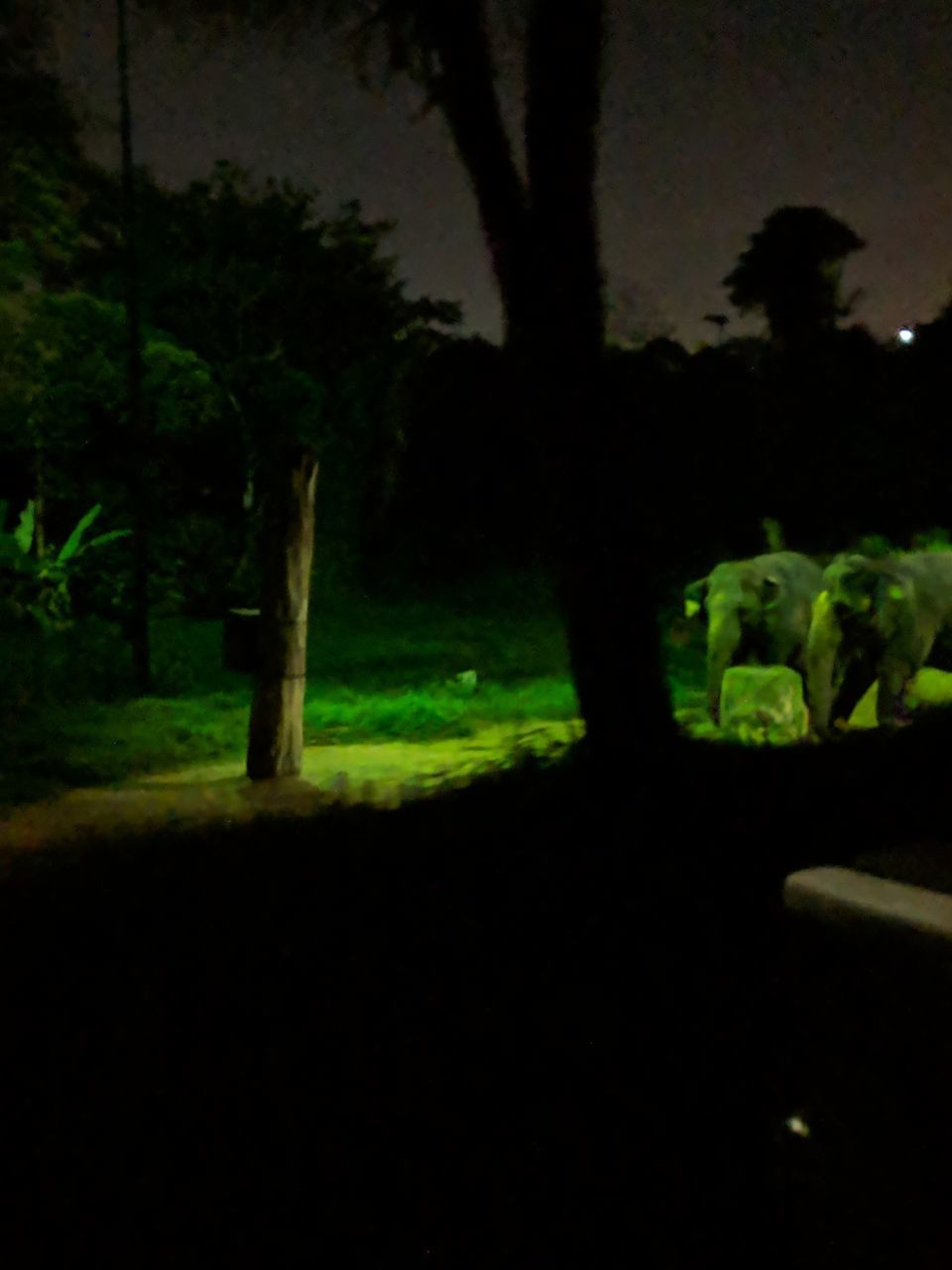 Photo of Mandai Lake Road, Night Safari, Singapore by Ayushi Gupta