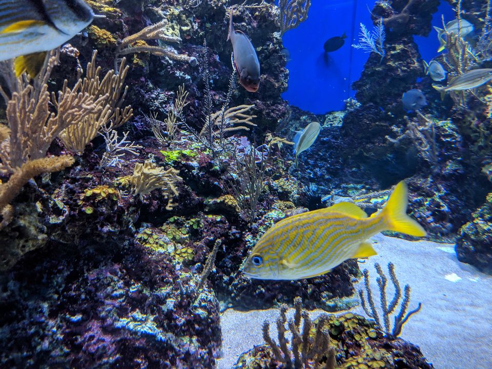 Photo of Sentosa Gateway, S.E.A. Aquarium, Sentosa Island, Singapore by Ayushi Gupta