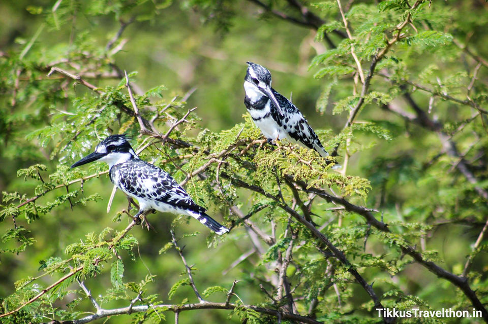 Photo of The Cruise Around Lake Edward and Its Bird Sanctuary 1/1 by Anuj Tikku