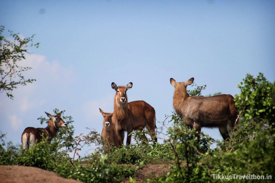 Photo of Lake Edward, Uganda by Anuj Tikku