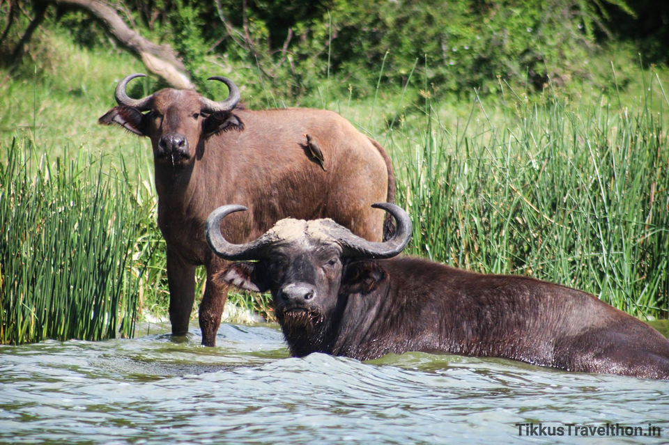 Photo of Lake Edward, Uganda by Anuj Tikku