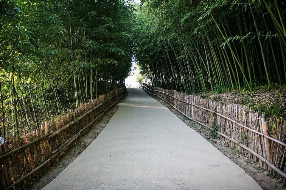 Photo of Walking through the Bamboo Garden, South Korea 1/1 by Anuj Tikku