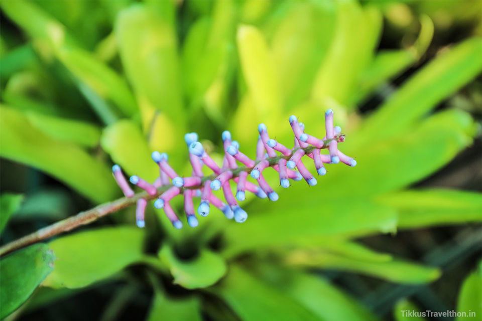 Photo of Baba Ramdev’s Garden of Eden 7/23 by Anuj Tikku