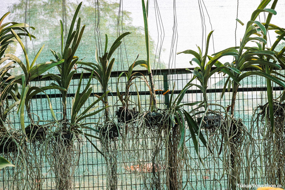 Photo of Baba Ramdev’s Garden of Eden 2/23 by Anuj Tikku