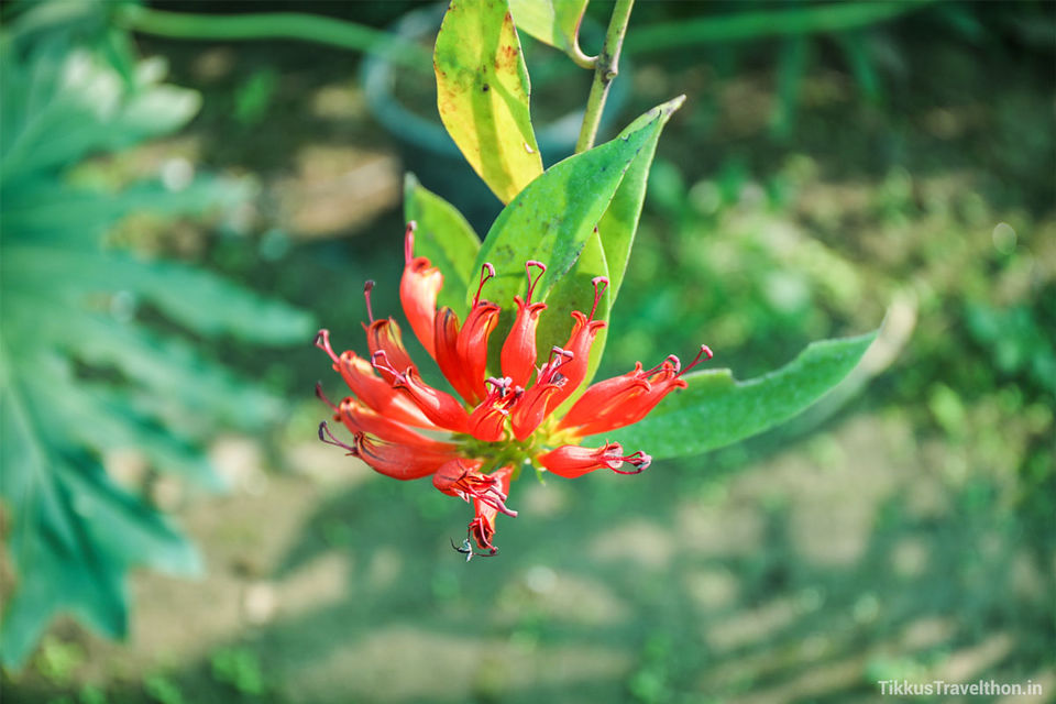 Photo of Baba Ramdev’s Garden of Eden 8/23 by Anuj Tikku