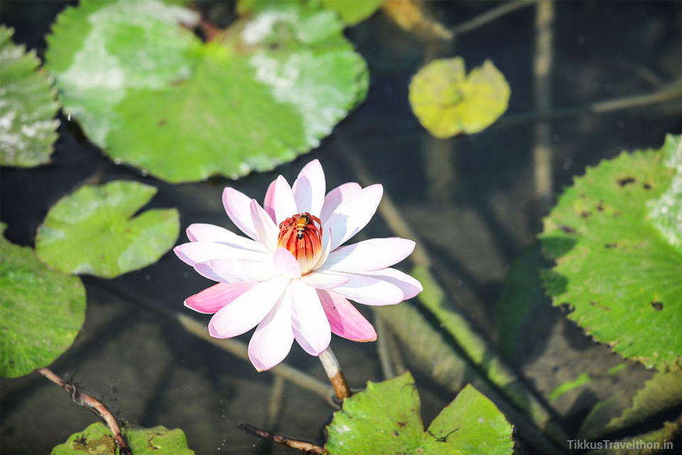 Photo of Baba Ramdev’s Garden of Eden 18/23 by Anuj Tikku
