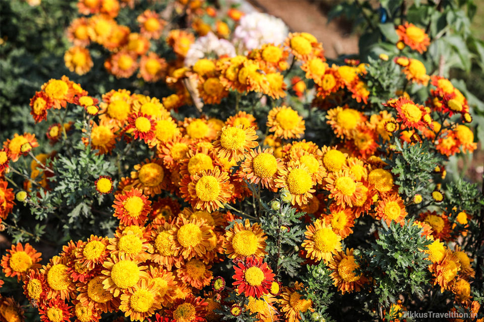 Photo of Baba Ramdev’s Garden of Eden 11/23 by Anuj Tikku
