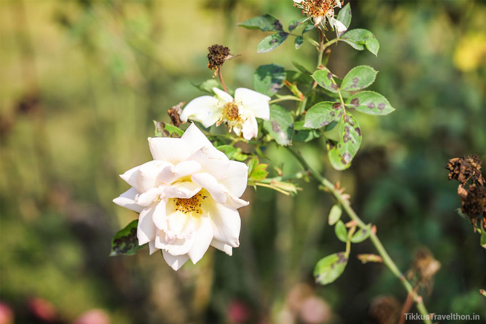 Photo of Baba Ramdev’s Garden of Eden 21/23 by Anuj Tikku
