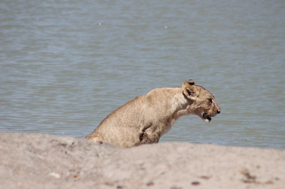 Photo of Tarangire National Park, a Pond and a Lion's Pride! by Anuj Tikku