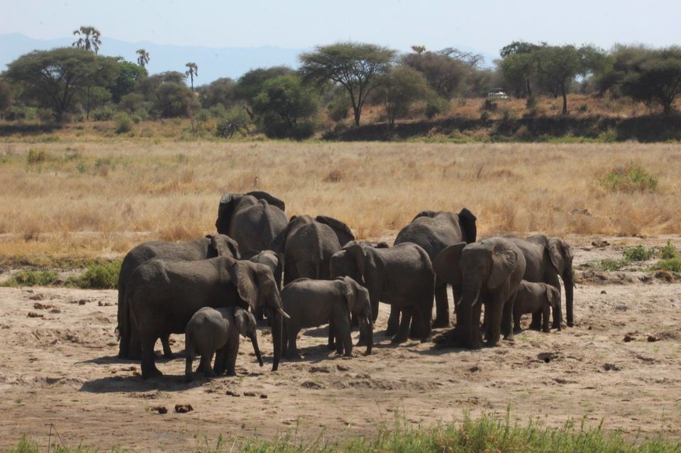 Photo of Tarangire National Park, a Pond and a Lion's Pride! by Anuj Tikku