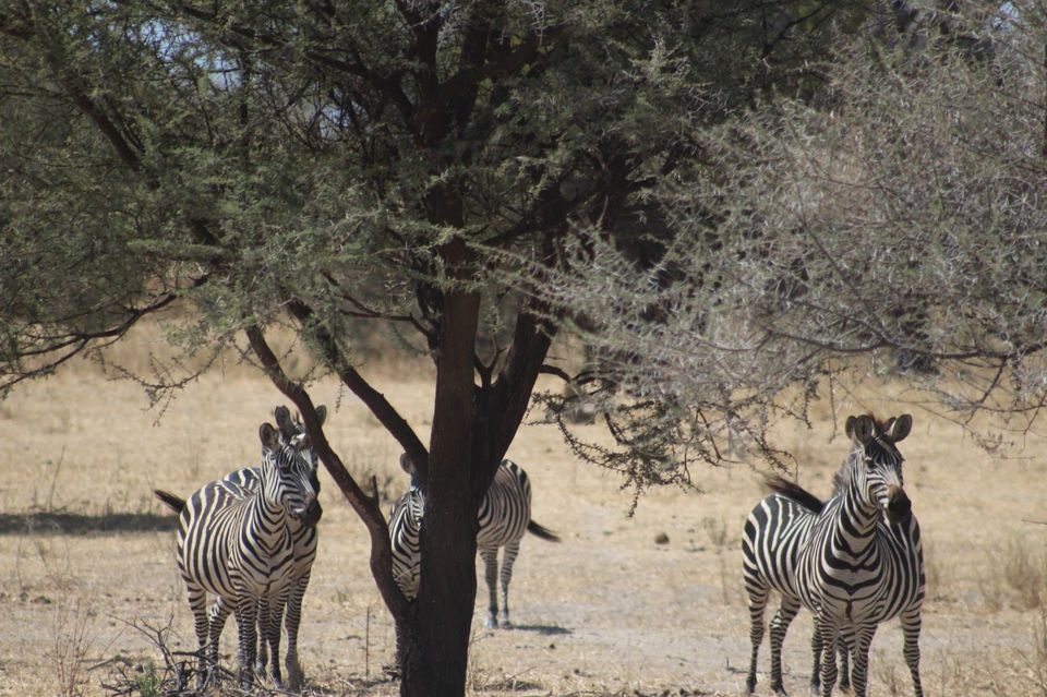Photo of Tarangire National Park, a Pond and a Lion's Pride! by Anuj Tikku