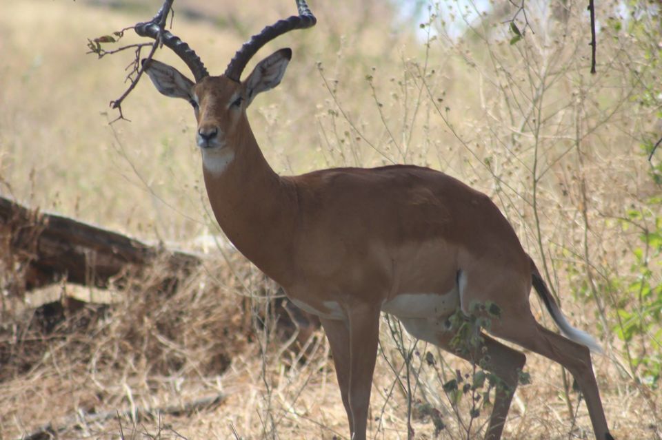 Photo of Tarangire National Park, a Pond and a Lion's Pride! by Anuj Tikku