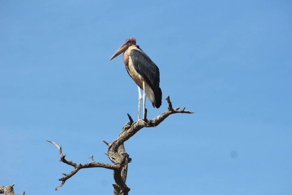 Photo of Tarangire National Park, a Pond and a Lion's Pride! by Anuj Tikku