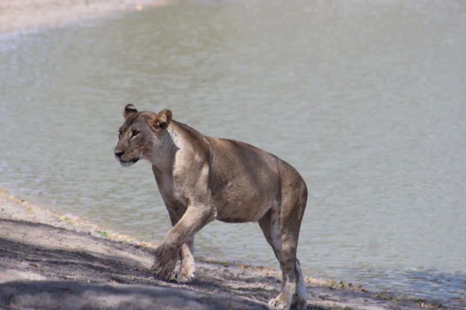 Photo of Tarangire National Park, a Pond and a Lion's Pride! by Anuj Tikku