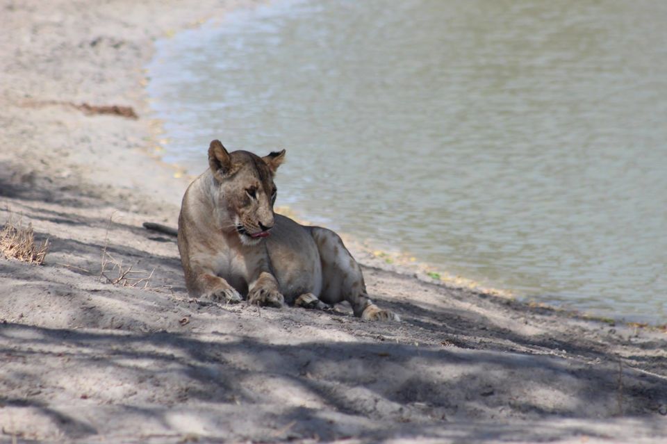 Photo of Tarangire National Park, a Pond and a Lion's Pride! by Anuj Tikku