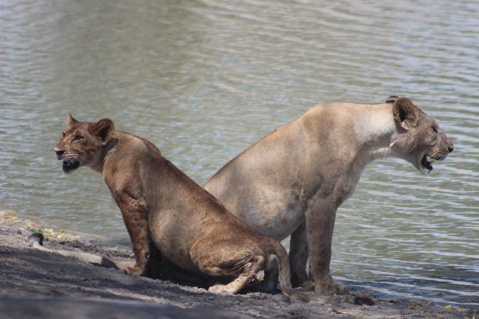 Photo of Tarangire National Park, a Pond and a Lion's Pride! by Anuj Tikku
