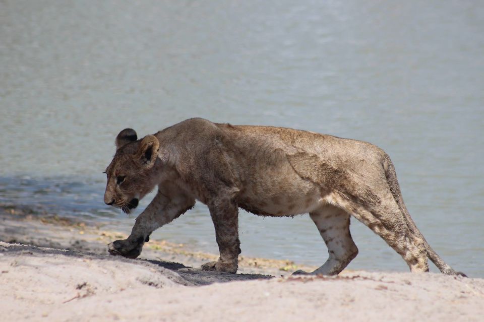 Photo of Tarangire National Park, a Pond and a Lion's Pride! by Anuj Tikku