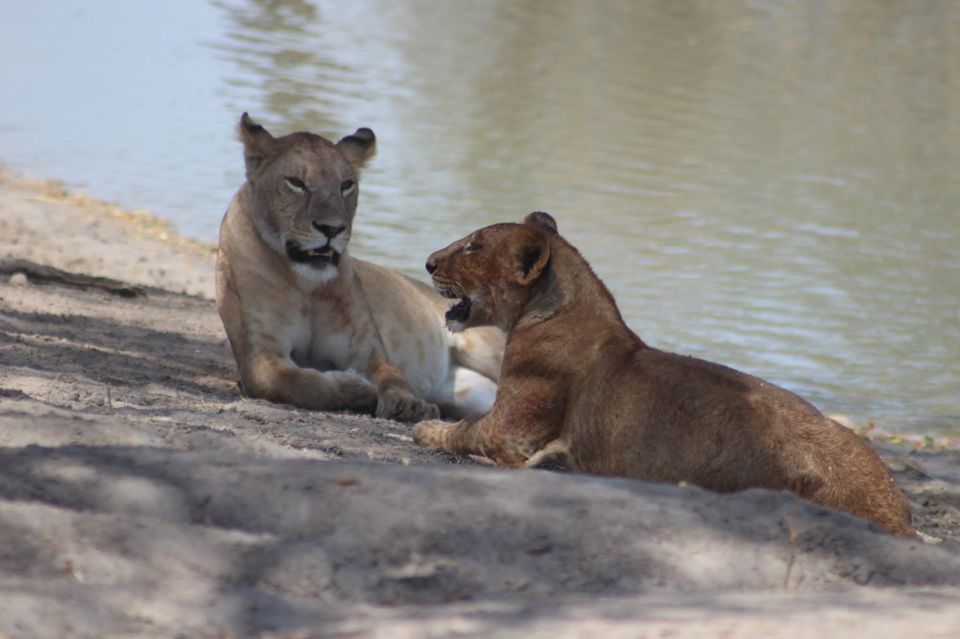 Photo of Tarangire National Park, a Pond and a Lion's Pride! by Anuj Tikku