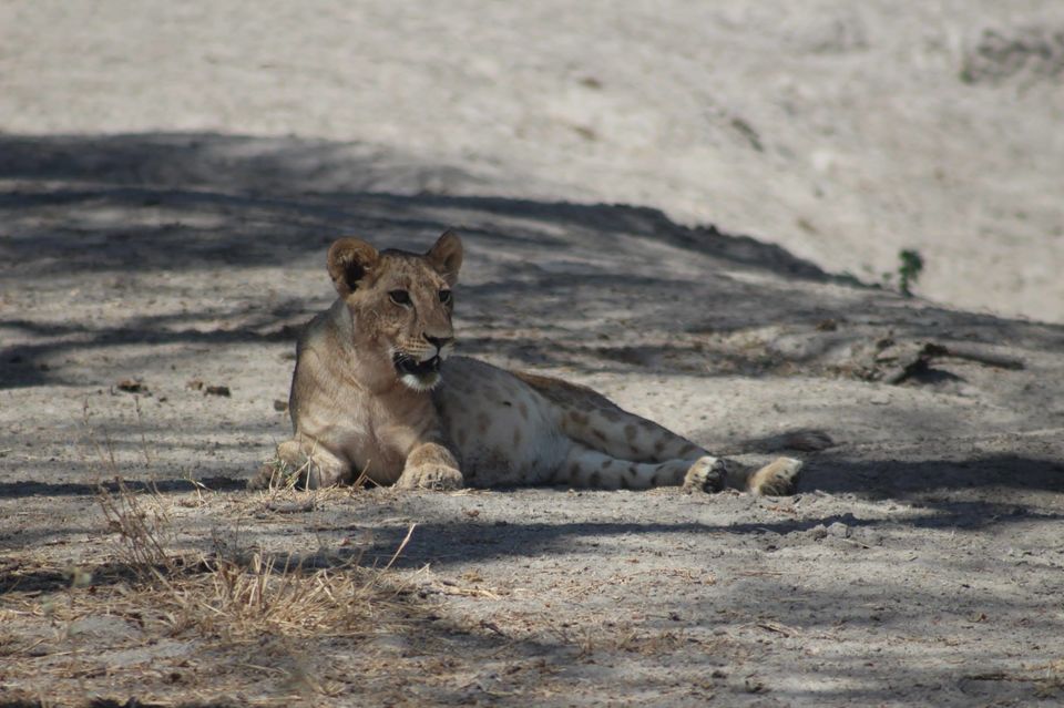 Photo of Tarangire National Park, a Pond and a Lion's Pride! by Anuj Tikku