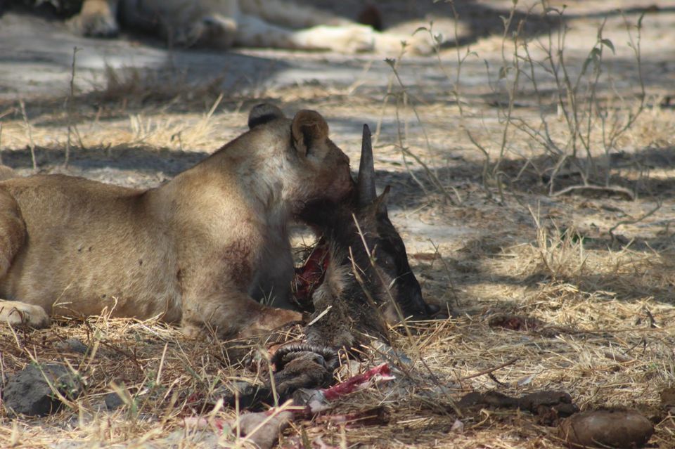 Photo of Tarangire National Park, a Pond and a Lion's Pride! by Anuj Tikku