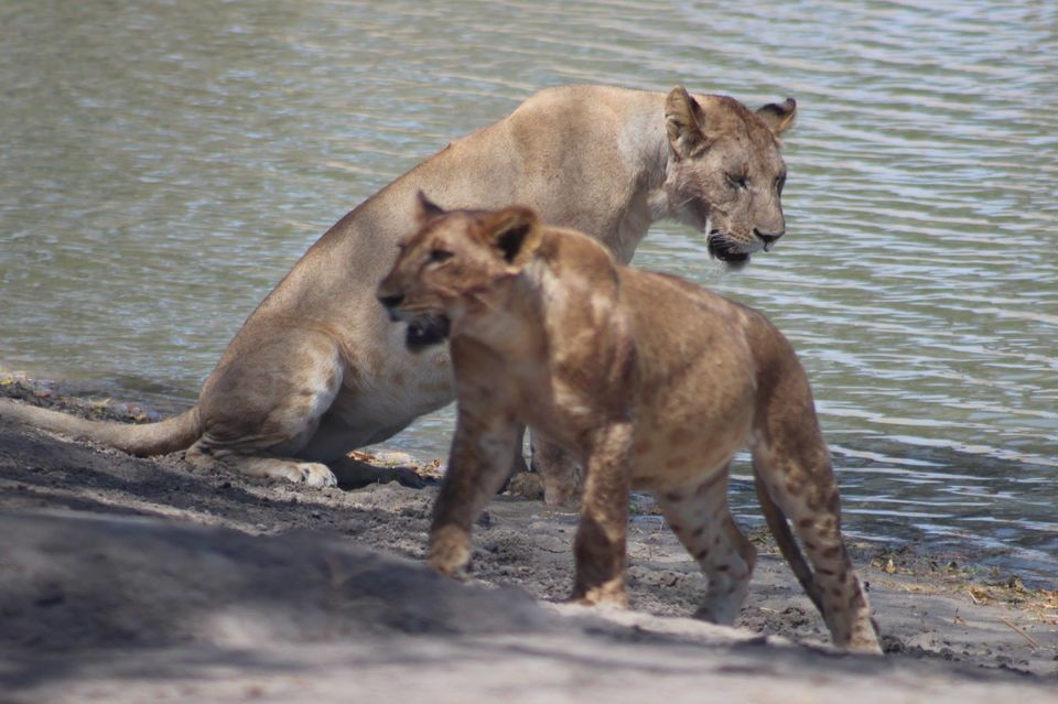 Photo of Tarangire National Park, a Pond and a Lion's Pride! by Anuj Tikku