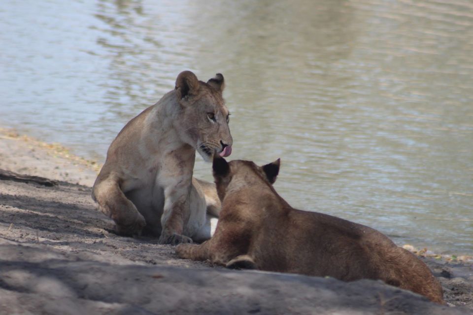Photo of Tarangire National Park, a Pond and a Lion's Pride! by Anuj Tikku