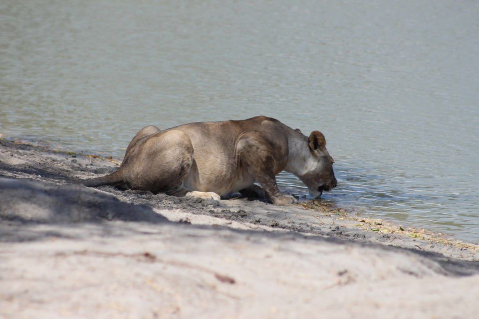 Photo of Tarangire National Park, a Pond and a Lion's Pride! by Anuj Tikku