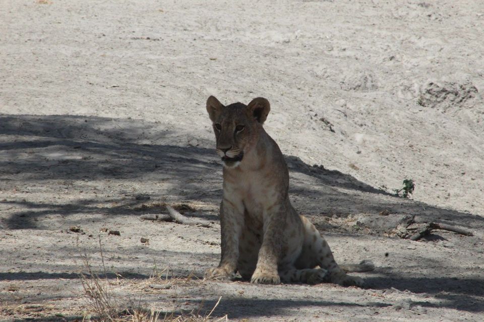 Photo of Tarangire National Park, a Pond and a Lion's Pride! by Anuj Tikku