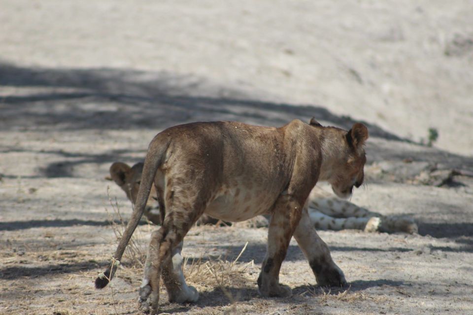 Photo of Tarangire National Park, a Pond and a Lion's Pride! by Anuj Tikku