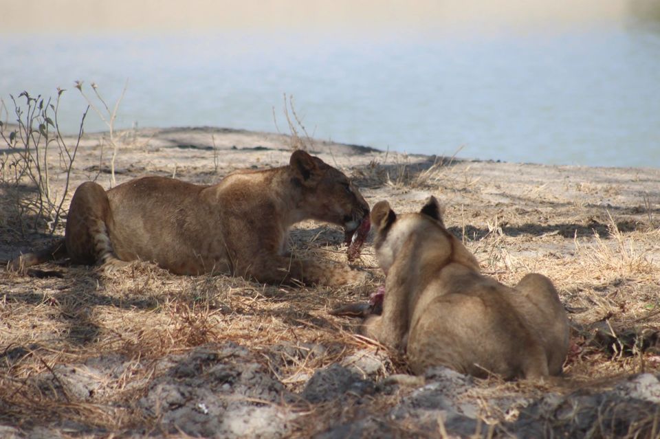 Photo of Tarangire National Park, a Pond and a Lion's Pride! by Anuj Tikku