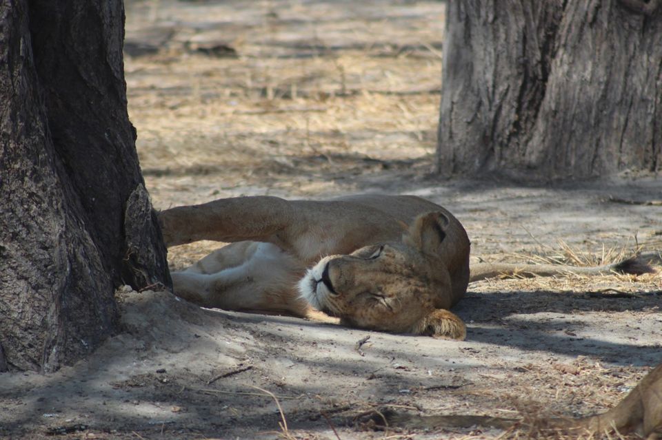 Photo of Tarangire National Park, a Pond and a Lion's Pride! by Anuj Tikku