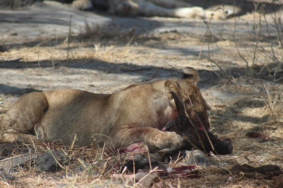 Photo of Tarangire National Park, a Pond and a Lion's Pride! by Anuj Tikku