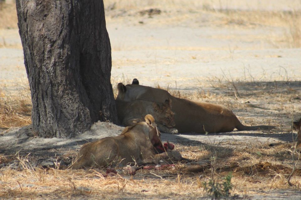 Photo of Tarangire National Park, a Pond and a Lion's Pride! by Anuj Tikku