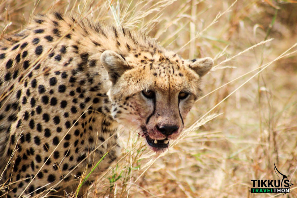 Photo of Dining with Lions and Leopards in Maasai Mara 1/1 by Anuj Tikku