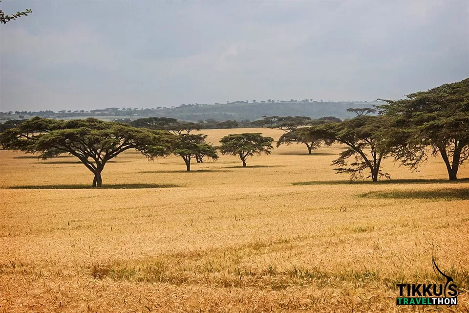 Photo of Masai Mara National Reserve, Narok County, Kenya by Anuj Tikku