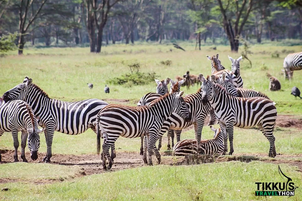 Photo of Dining with Lions and Leopards in Maasai Mara by Anuj Tikku