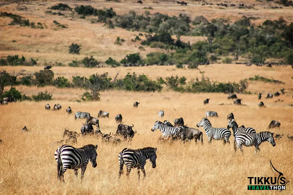 Photo of Dining with Lions and Leopards in Maasai Mara by Anuj Tikku