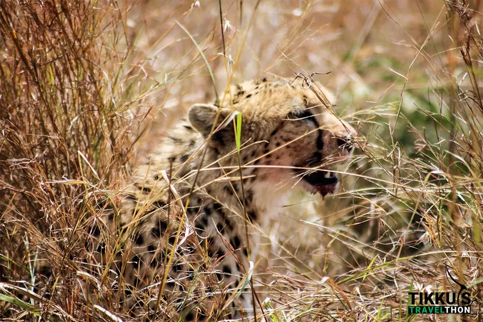 Photo of Dining with Lions and Leopards in Maasai Mara by Anuj Tikku