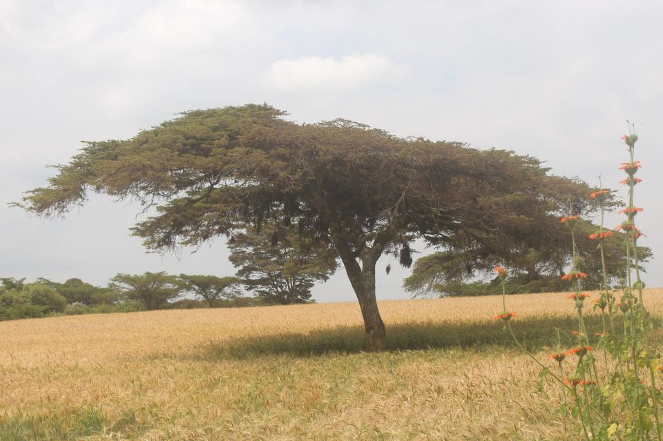 Photo of Mount Kenya, Nyeri County, Kenya by Anuj Tikku
