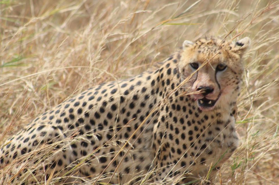 Photo of Onwards to Mount Kenya and Ruminations! by Anuj Tikku