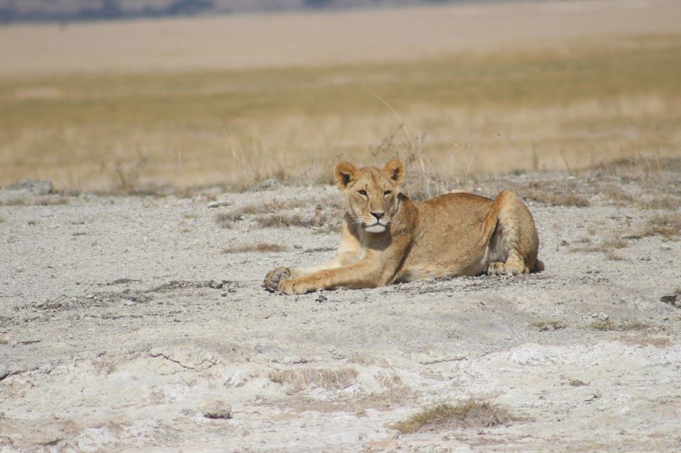 Photo of The Lioness of Amboseli and the Many Animals There! by Anuj Tikku