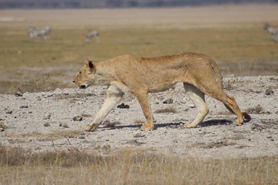Photo of The Lioness of Amboseli and the Many Animals There! by Anuj Tikku