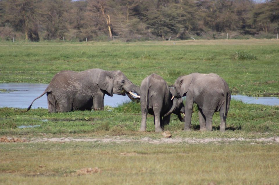 Photo of The Lioness of Amboseli and the Many Animals There! by Anuj Tikku