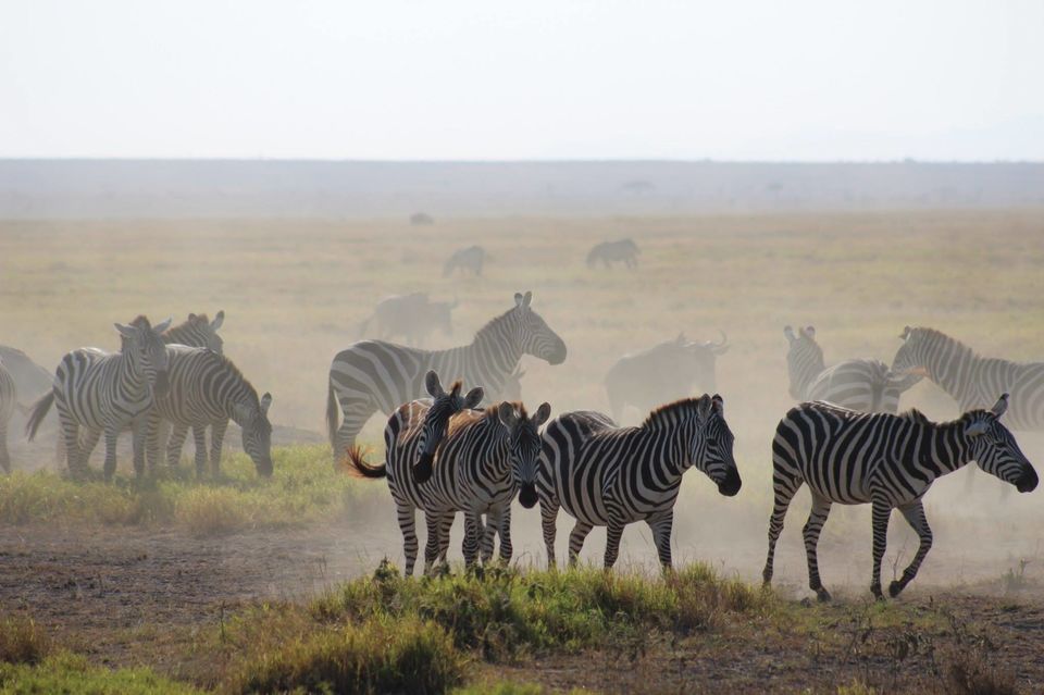 Photo of The Lioness of Amboseli and the Many Animals There! by Anuj Tikku